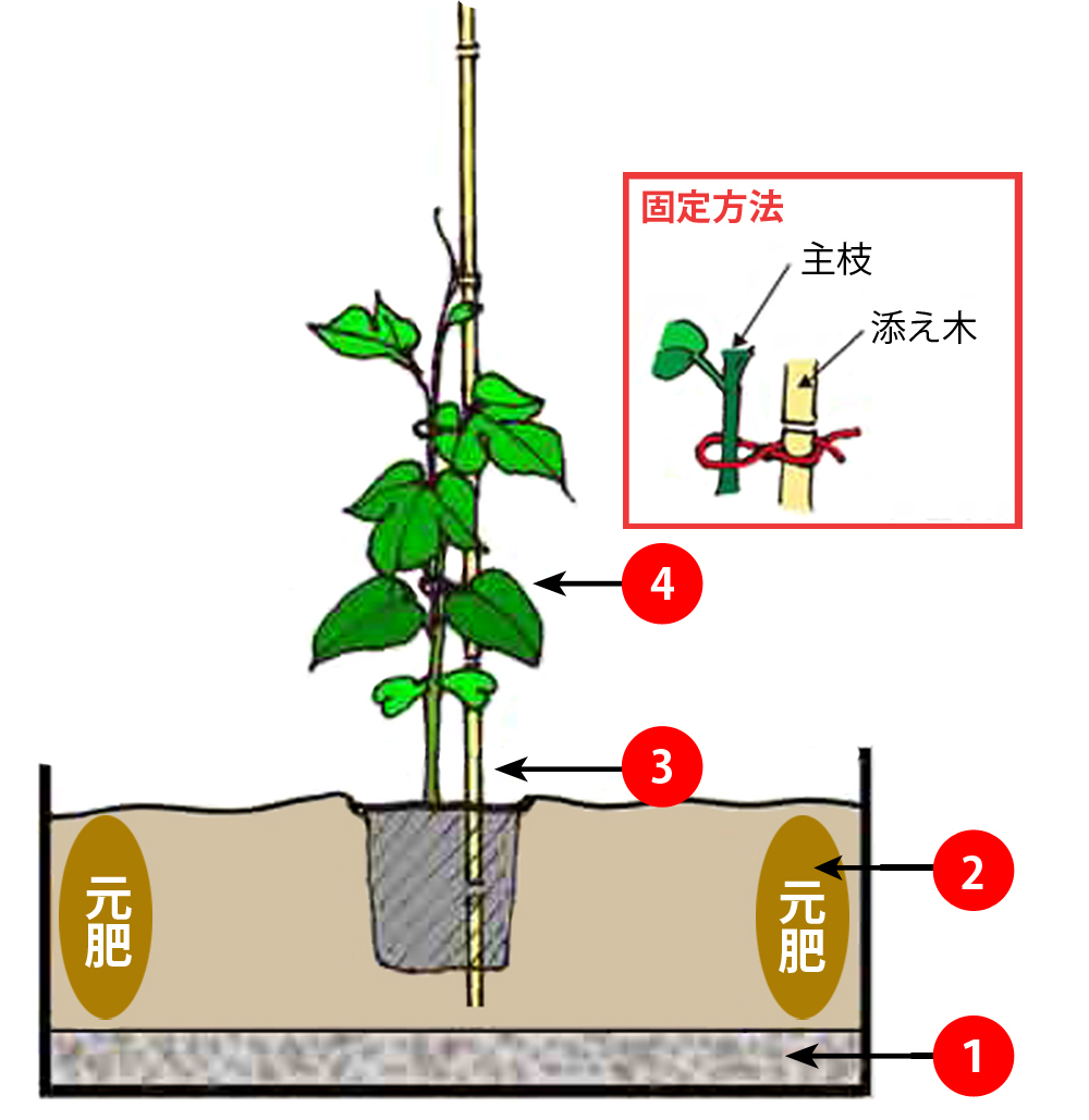 パッションフルーツの栽培方法 株式会社川平ファーム
