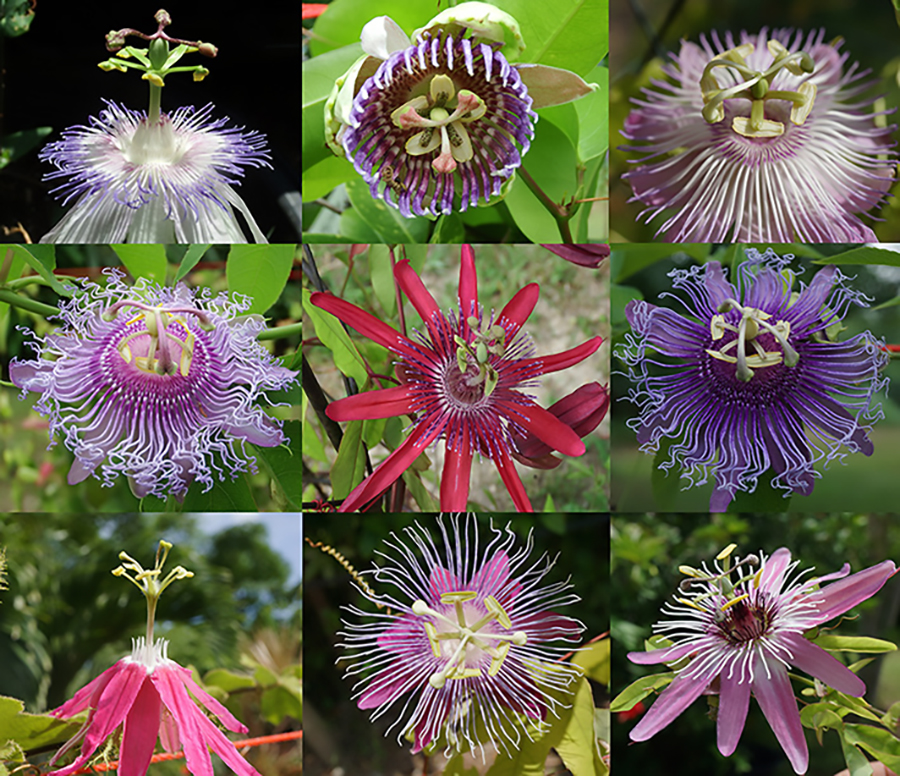 ガーデン内の見本園で見られるパッシフローラの花々