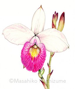 orchid