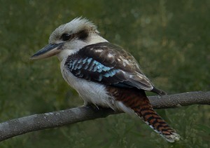 kookaburra02