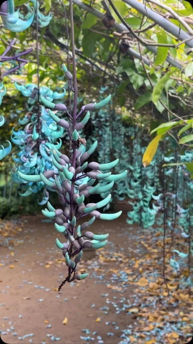 ヒスイカズラ情報2025年10号（Strongylodon macrobotrys）
１期目の花がほぼ終わり２期目の花も峠を越しました。２月の低温の影響で、２期目の花は１期目の花と比べて半分ほどのサイズ感でした。
このままで行くと今月後半から来月前半にかけて、花が少なくなる可能性が有ります。
ただ、3期目の花芽も動き出しているので、気温次第でどの様になるか、ちょっと判断がつきにくい所です。
詳しくはサイエンスガーデンのインスタで、随時アップします。

八重山 #石垣島 #川平湾 #サイエンスガーデン #植物 #野鳥 #ボタニカルアート #花 #虫 #自然 #うokinawa #yaeyama #ishigaki #kabirabay #nature #naturephotography #flowers #flowerstagram #islands #garden #bird #Strongylodonmacrobotrys