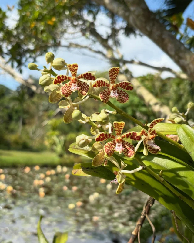 イリオモテラン（Trichoglottis lutchuensis）

温帯スイレン池に張り出したガジュマルの幹で、着生したイリオモテランが咲き出しました。もう石垣島や西表島の山中では殆ど見られなくなりましたが、以前尖閣列島の魚釣島に行った事があり、山頂付近の樹々に一抱えもある大株が沢山着いていた事を思い出しました。

八重山 #石垣島 #川平湾 #サイエンスガーデン #植物 #野鳥 #ボタニカルアート #花 #虫 #自然 #うokinawa #yaeyama #ishigaki #kabirabay #nature #naturephotography #flowers #flowerstagram #islands #garden #bird #Trichoglottislutchuensis