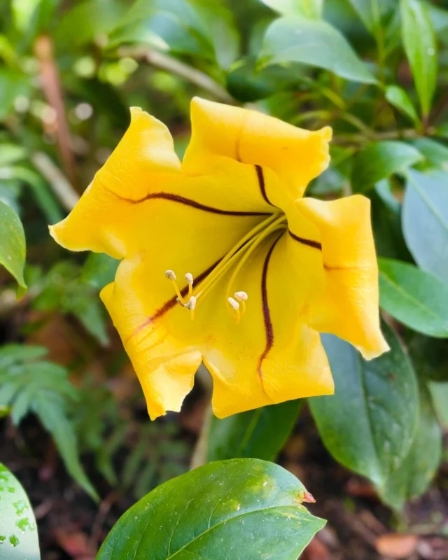 ウコンラッパバナ（Solandra maxima）

メキシコ原産のナス科の蔓性植物です。
大人の握りこぶし大の大きな蕾で、ガーデン内では一際目立つ径20cm近い大きな花を咲かせます。
咲き始めは鮮黄色で次第に鬱金色に変化します。

八重山 #石垣島 #川平湾 #サイエンスガーデン #植物 #野鳥 #ボタニカルアート #花 #虫 #自然 #うokinawa #yaeyama #ishigaki #kabirabay #nature #naturephotography #flowers #flowerstagram #islands #garden #bird #Solandramaxima