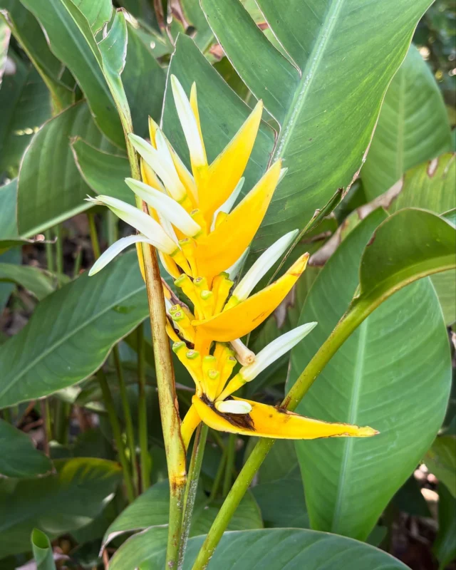 ヘリコニア・イエロークリスマス（Heliconia angusta Yellow Christmas)

国内ではあまり見かけない色味のブラジル原産のヘリコニアです。
ガーデンでも初咲きで、鮮黄色と白色の取り合わせが大変綺麗です。

八重山 #石垣島 #川平湾 #サイエンスガーデン #植物 #野鳥 #ボタニカルアート #花 #虫 #自然 #うokinawa #yaeyama #ishigaki #kabirabay #nature #naturephotography #flowers #flowerstagram #islands #garden #bird #Heliconia angusta Yellow Christmas