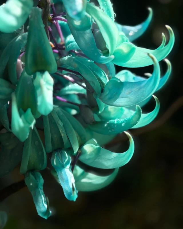 ヒスイカズラ情報2025年11号（Strongylodon macrobotrys）

ここ数日の激しい雨で２期目の花も一気に終盤になって来ました。毎年２期目と３期目の間は数週間空きますが、少数ですが花は残ると思います。
3期目の花芽も動き出しているので、気温次第でどの様になるか、ちょっと判断がつきにくい所です。
詳しくはサイエンスガーデンのインスタで、随時アップします。

八重山 #石垣島 #川平湾 #サイエンスガーデン #植物 #野鳥 #ボタニカルアート #花 #虫 #自然 #うokinawa #yaeyama #ishigaki #kabirabay #nature #naturephotography #flowers #flowerstagram #islands #garden #bird #Strongylodonmacrobotrys