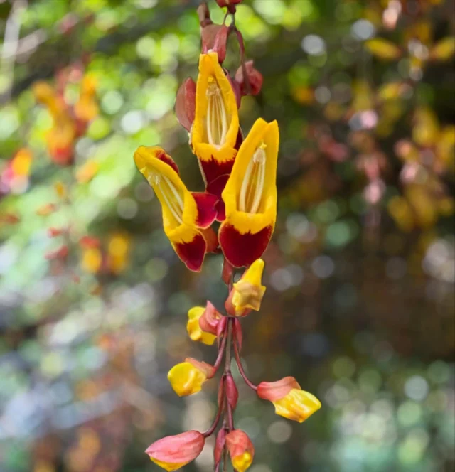 マイソルヤハズカズラ（Thunbergia mysorensis）

２期目のヒスイカズラが終わりを迎え、３期目の繋ぎのように、マイソルヤハズカズラが盛期を迎えています。

八重山 #石垣島 #川平湾 #サイエンスガーデン #植物 #野鳥 #ボタニカルアート #花 #虫 #自然 #うokinawa #yaeyama #ishigaki #kabirabay #nature #naturephotography #flowers #flowerstagram #islands #garden #bird #Thunbergiamysorensis