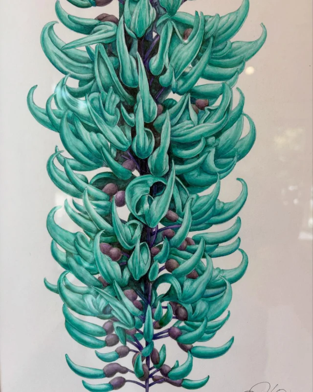 ヒスイカズラ情報2025年12号（Strongylodon macrobotrys）
ここ数日続く高温で２期目の花が一気に全て終了しました。１.２期目合わせて1345本の開花でした。やはり２月の低温の影響で昨年より少し少ないようです。ただここ数日で３期目の花芽が沢山出始めているので、３期目期待です。
詳しくはサイエンスガーデンのインスタで、随時アップします。

八重山 #石垣島 #川平湾 #サイエンスガーデン #植物 #野鳥 #ボタニカルアート #花 #虫 #自然 #うokinawa #yaeyama #ishigaki #kabirabay #nature #naturephotography #flowers #flowerstagram #islands #garden #bird #Strongylodonmacrobotrys