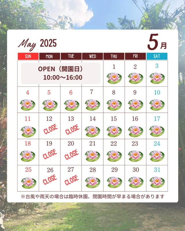🪷5月開園カレンダー🪷

5月の開園日のお知らせです。

3月にスタートヒスイカズラですが
4月26日現在は、お花はゼロになってしまいました。

5月に少しだけ咲く可能性がございます。
まだ蕾の状態ですので、開花状況はその都度、ご報告させていただきますね！

天候や園内の環境によって
当日判断で臨時休園の可能性もございます
でご了承ください。

┈┈┈┈┈┈┈┈┈┈
#石垣島 #沖縄 #植物園 #ishigaki #okinawa #穴場スポット #botanicalgardens