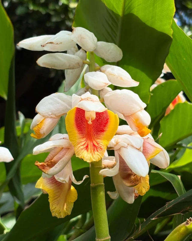 烏来月桃(Alpinia uraiensis)
台湾北部に自生する月桃で、沖縄の物より香りが強く、花は直立します。NHKでも紹介されましたが、花期は割合短くこの後、島産の月桃のシーズンを迎えます。共にお茶や芳香蒸留水の原料に使われます。
八重山 #石垣島 #川平湾 #サイエンスガーデン #植物 #野鳥 #ボタニカルアート #花 #虫 #自然 #うokinawa #yaeyama #ishigaki #kabirabay #nature #naturephotography #flowers #flowerstagram #islands #garden #bird #Alpiniauraiensis